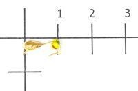 Безмотылка №4 капля с ушком