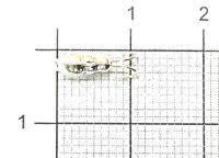 Коза-муравей d3.5