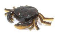 Finesse Crab (SSB-004)