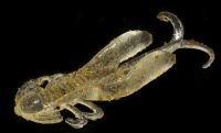 Rush Craw