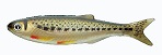 Мягкая приманка Izumi Umami 60 (7pcs pack) №11