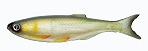 Мягкая приманка Izumi Umami 60 (7pcs pack) №2